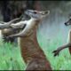 Kangaroos Fight For A Mate | Life Of Mammals | BBC Earth