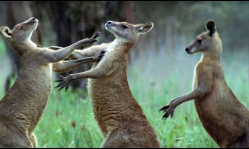 Kangaroos Fight For A Mate | Life Of Mammals | BBC Earth