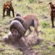 King Cobra Vs Dogs Fight To Death - Amazing Big Battle Of Animals - Animals Fight For Survival