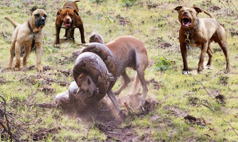 King Cobra Vs Dogs Fight To Death - Amazing Big Battle Of Animals - Animals Fight For Survival
