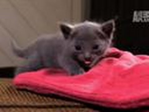 Kitten Afraid to Climb | Too Cute!