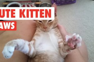 Kitten Paws So Cute You'll Die | Cute Kitten Videos 2017