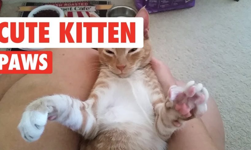 Kitten Paws So Cute You'll Die | Cute Kitten Videos 2017