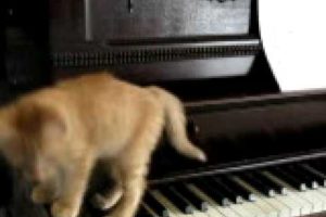 Kitten Playing the Piano!