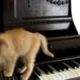 Kitten Playing the Piano!