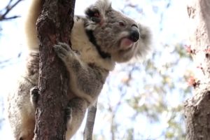 Koalas rescued from bushfire return home to Australia's Blue Mountains