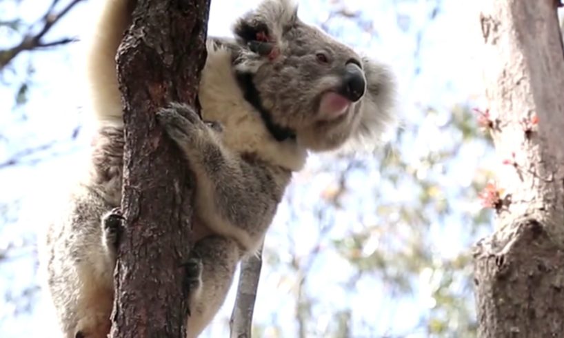 Koalas rescued from bushfire return home to Australia's Blue Mountains