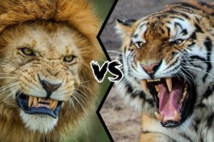 LION VS TIGER - Who is the real king?