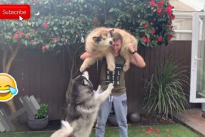 LOCKDOWN HOME EXERCISE ROUTINE WITH MALAMUTE DOGS (cutest fluffy pups!)