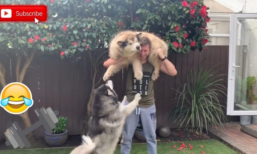 LOCKDOWN HOME EXERCISE ROUTINE WITH MALAMUTE DOGS (cutest fluffy pups!)