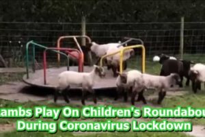 Lambs Play On Children's Roundabout During Coronavirus Lockdown