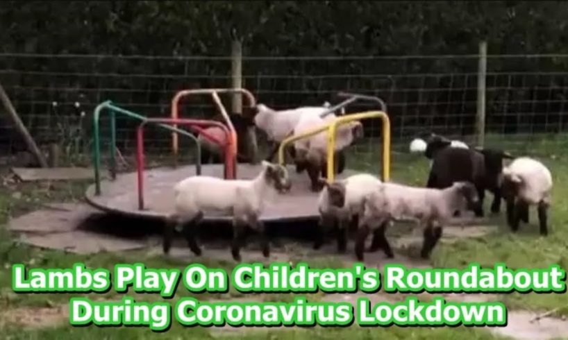 Lambs Play On Children's Roundabout During Coronavirus Lockdown
