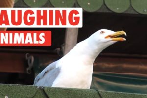 Laughing Animals Compilation