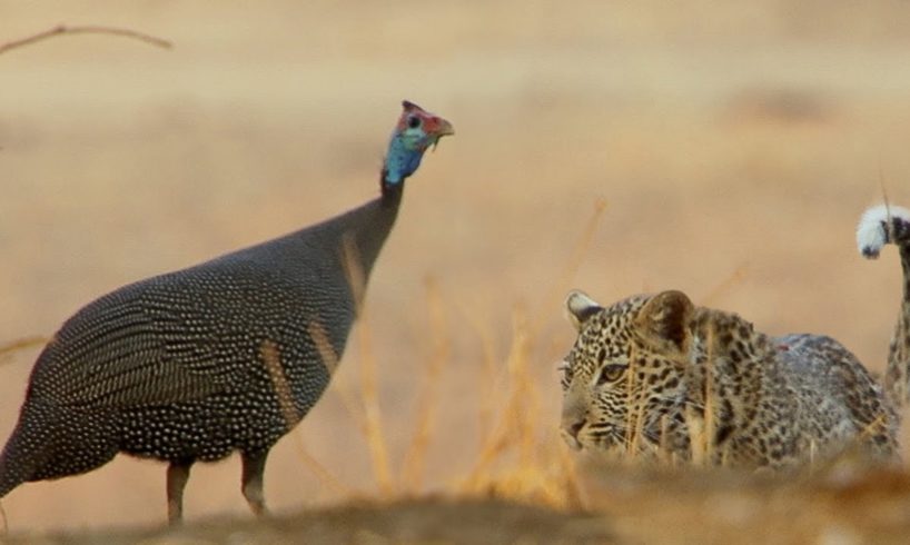 Leopard Cub Learns How To Hunt | BBC Earth