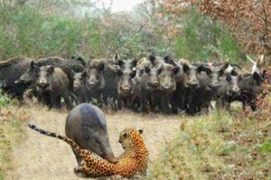 Leopard Vs Warthog Wild Animals Fight. Increíble Leopardo Cazando Jabali