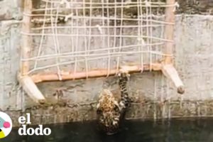 Leopardo casi ahogado es rescatado de un pozo | El Dodo