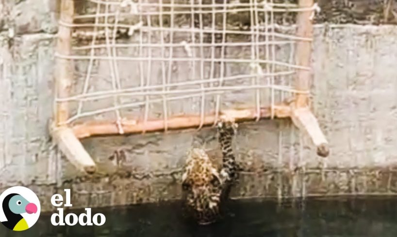 Leopardo casi ahogado es rescatado de un pozo | El Dodo
