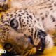 Leopardo paralizado logra aprender a caminar otra vez | El Dodo