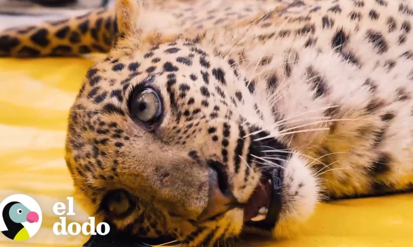 Leopardo paralizado logra aprender a caminar otra vez | El Dodo