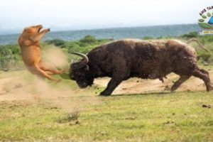 Lion Attack buffalo || Lion Attack willd animals || Willd animal attack in safari