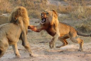 Lion Fight Deadly Beasts