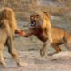 Lion Fight Deadly Beasts