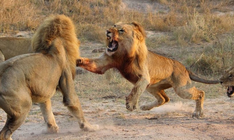 Lion Fight Deadly Beasts