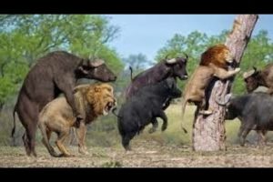 Lion Vs Bison | Heavy Battle | Buffalo Vs Animals - Moments Fight Of Wild Animals 2020 Full 1080p