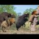 Lion Vs Bison | Heavy Battle | Buffalo Vs Animals - Moments Fight Of Wild Animals 2020 Full 1080p