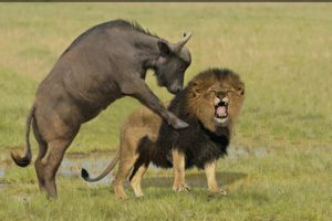 Lion vs Buffalo fighting   wildlife attacks   the most incredible animal fights
