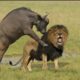 Lion vs Buffalo fighting   wildlife attacks   the most incredible animal fights