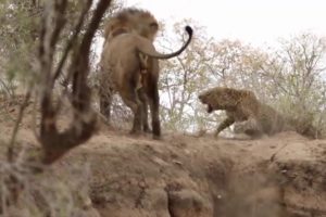 Lion vs Leopard fighting   wildlife attacks   the most incredible animal fights