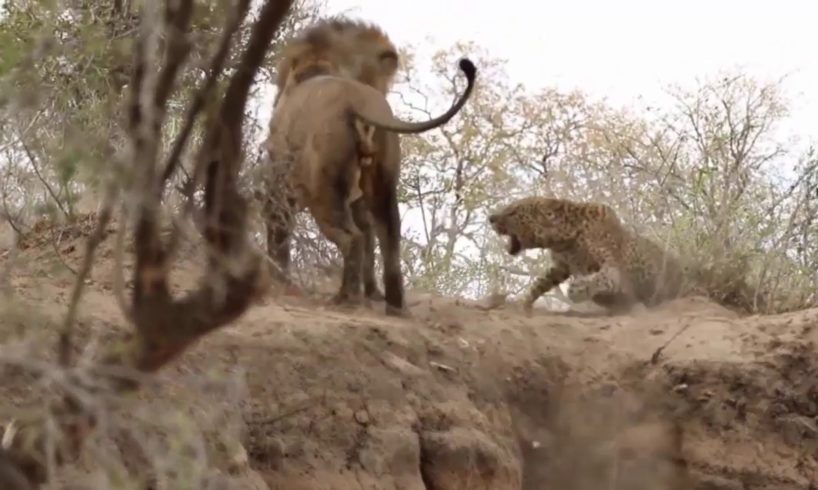 Lion vs Leopard fighting   wildlife attacks   the most incredible animal fights