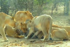 Lions Playing with Warthog | National Geographic BBC Documentary #animals #wildlife