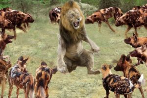 Lions Vs Wild Dogs Real Fight - Amazing Animals Fight For Survival - Wild Animals Attack