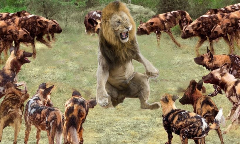 Lions Vs Wild Dogs Real Fight - Amazing Animals Fight For Survival - Wild Animals Attack