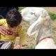 Little Ahmad khan playing with animals | small kid with animals