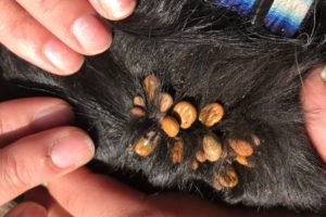Little Dog Covered in Thousands of Ticks And Fleas Gets Rescued