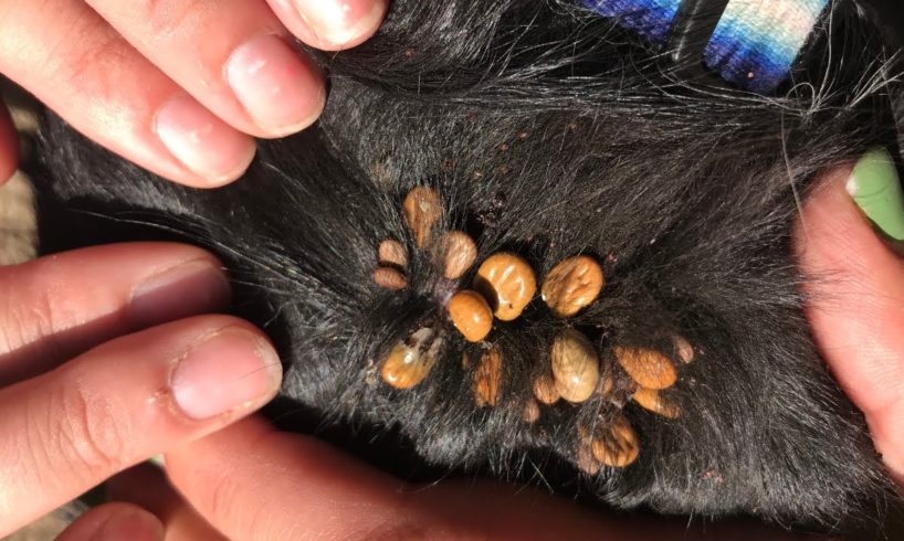 Little Dog Covered in Thousands of Ticks And Fleas Gets Rescued