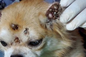 Little Puppy Covered in Thousands of Ticks Gets Rescued