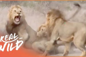 Male Lions Fighting | Real Wild  Shorts