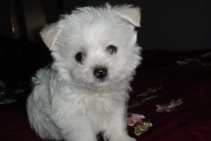 Maltese Puppy acting silly (Cutest Puppy EVER!!!)
