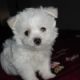 Maltese Puppy acting silly (Cutest Puppy EVER!!!)