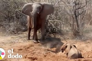 Mamá elefante va a proteger a su bebé con todo lo que tiene | El Dodo