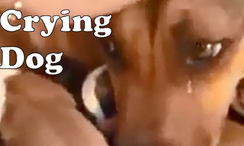 Mommy Dog with puppies cries after being rescued