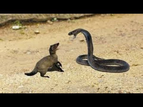 Mongoose Vs Python - Big Battlee  - Moments Of Wild Animal Fights