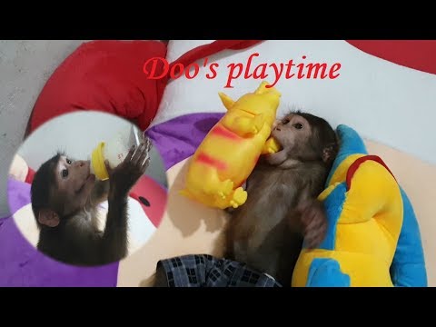 Monkey Doo Plays Alone So Cute