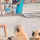 Monkey Playing Langur With Women And Kidds Animal Video