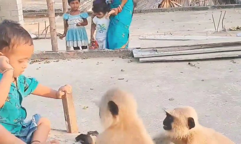 Monkey Playing Langur With Women And Kidds Animal Video