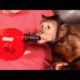 Monkey Plays with Air Blower!